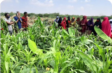 Livelihood and Resilience Building